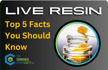 What is Live Resin: Top 5 Most Important Things to Know