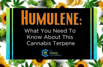 Humulene: What You Need To Know About This Cannabis Terpene